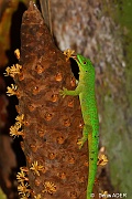 DSC_9247_01 Phelsuma sundbergi longinsulae long island day gecko_tn